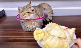 为什么猫咪爱吃榴莲 猫可以吃榴莲吗